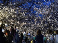 Melihat Mekar Sakura di Tengah Pandemi Corona