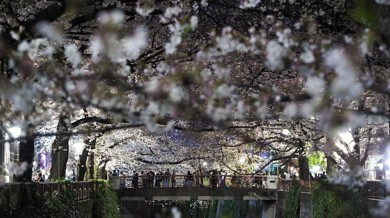 Di tengah-tengah upaya mengurangi kerumunan massa, bunga sakura bermekaran dan mengundang warga Jepang untuk pergi menikmatinya.