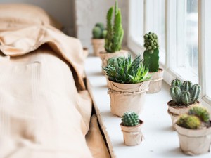 10 Tanaman Indoor yang Bikin Rumah Adem dan Estetik