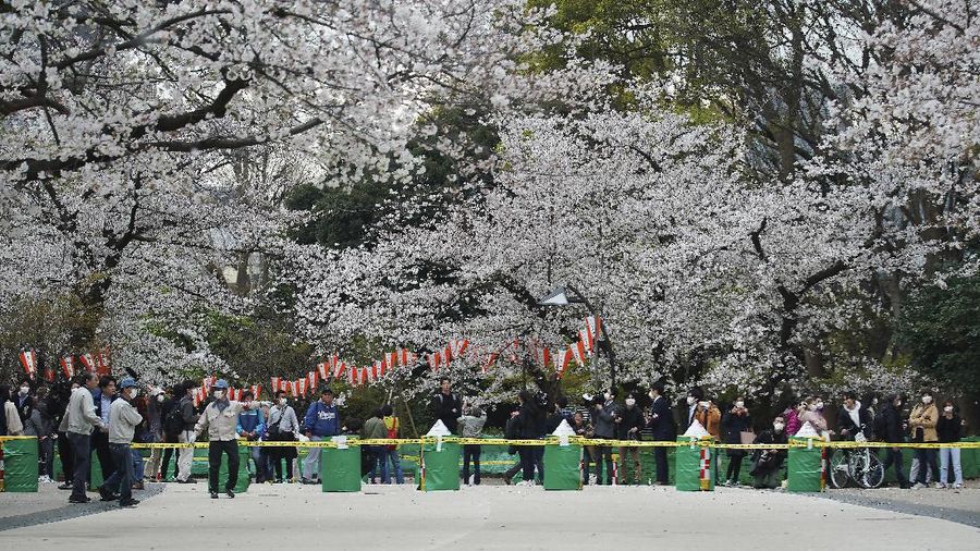 Momen mekarnya bunga Sakura tidak bisa dinikmati warga Japan karena wabah virus corona yang masih menjadi dilema.
