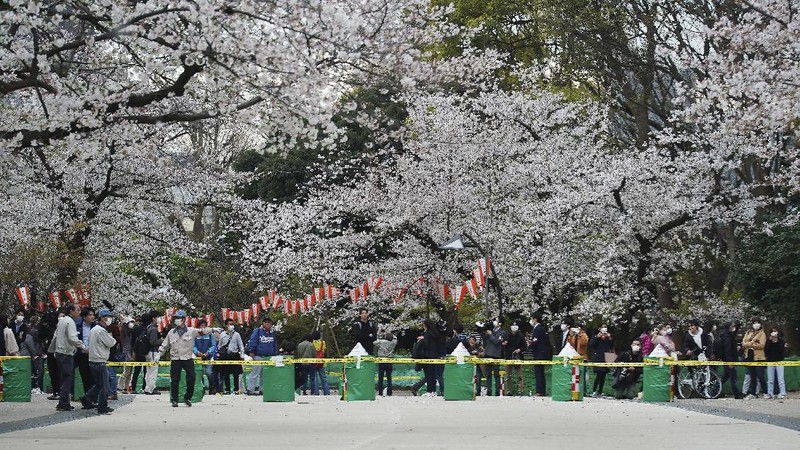 Momen mekarnya bunga Sakura tidak bisa dinikmati warga Japan karena wabah virus corona yang masih menjadi dilema.