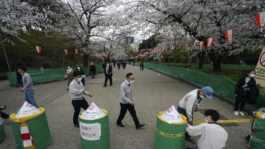 Momen mekarnya bunga Sakura tidak bisa dinikmati warga Japan karena wabah virus corona yang masih menjadi dilema.