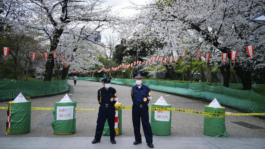 Momen mekarnya bunga Sakura tidak bisa dinikmati warga Japan karena wabah virus corona yang masih menjadi dilema.