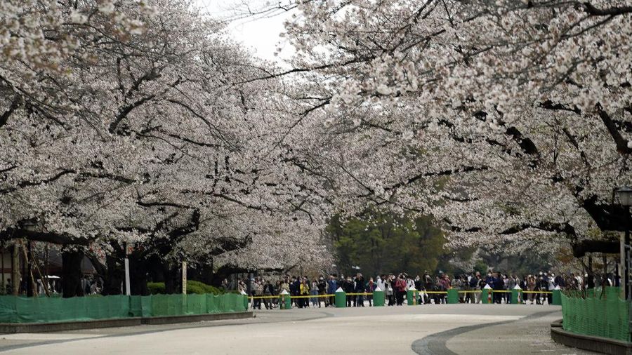 Momen mekarnya bunga Sakura tidak bisa dinikmati warga Japan karena wabah virus corona yang masih menjadi dilema.