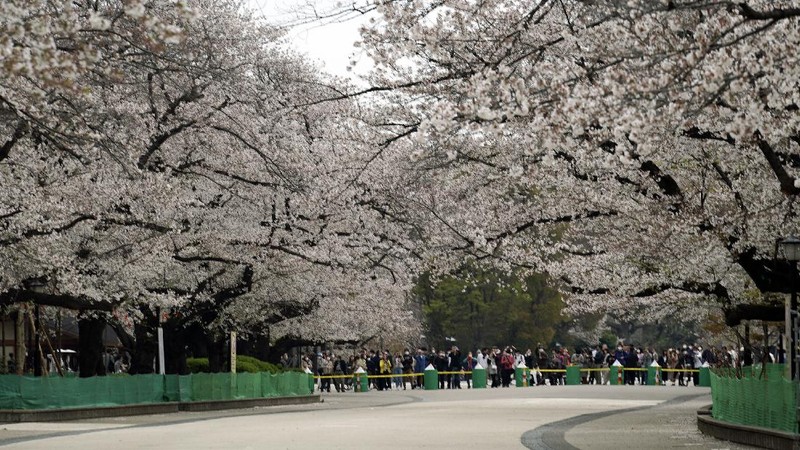 Momen mekarnya bunga Sakura tidak bisa dinikmati warga Japan karena wabah virus corona yang masih menjadi dilema.