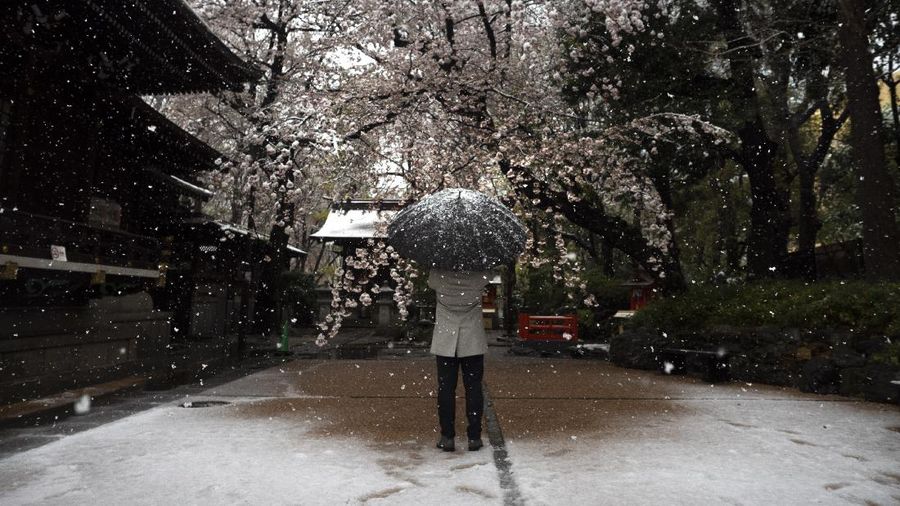 Ppemerintah Tokyo menutup taman-taman sakura supaya untuk meminimalisir penyebaran virus tersebut.