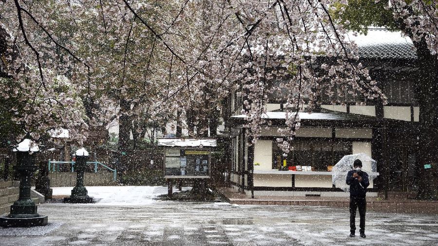 A man visits a shrine as snow falls Sunday, March 29, 2020, in Tokyo. Tokyo Gov. Yuriko Koike has asked the city's 13 million residents to stay home this weekend, saying the capital is on the brink of an explosion in virus infections. (AP Photo/Jae C. Hong)