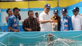 Genjot Ekspor, KKP Jadikan Meranti Pusat Budidaya Kakap Putih