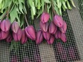 VIDEO: Festival Tulip Dibatalkan, Pelaku Wisata Merugi