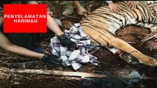 VIDEO: Aksi Penyelamatan Harimau Yang Terjerat