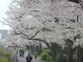 VIDEO: Melihat Bunga Sakura Bermekaran di Tokyo