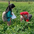 Ada Pandemi Corona, Penyuluhan Pertanian Tetap Jalan