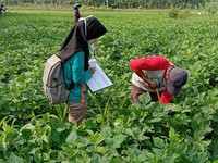 Ada Pandemi Corona, Penyuluhan Pertanian Tetap Jalan