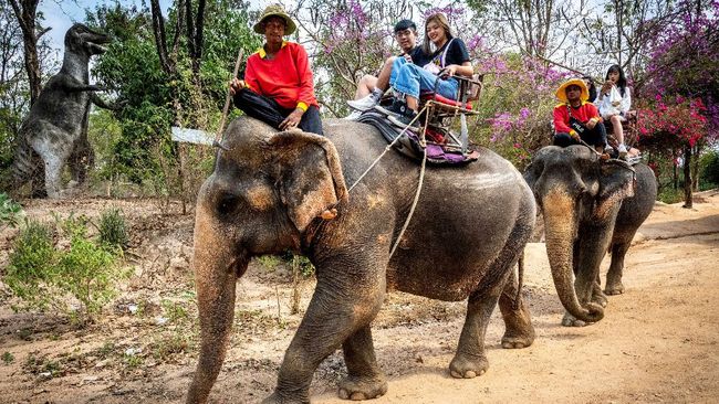 Thailand Sepi Turis, Kawanan Gajah Dikurung & Dibiarkan Lapar