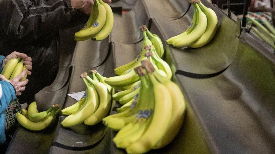FILE - This Thursday, March 19, 2020 file photo shows bananas on the shelves of a supermarket in North Providence, R.I. On Friday, March 20, 2020, The Associated Press reported on a video circulating online incorrectly asserting that research by scientists at the University of Queensland in Australia has proven that bananas bolster the immune system due to the super source of vitamin B6 and helps prevent coronavirus. A spokesperson for the university told the AP in an email that the video is fake and said they strongly recommend people do not share it. While bananas are a good source of nutrients, including vitamin B6, fiber and potassium, there is no evidence that bananas can prevent or kill coronavirus. (AP Photo/David Goldman)