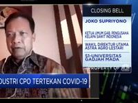 Gara-gara Corona, Ekspor Kelapa Sawit RI Turun Hingga 30%