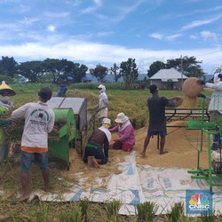 Produksi Padi Berlimpah, RI Memasuki Panen Raya