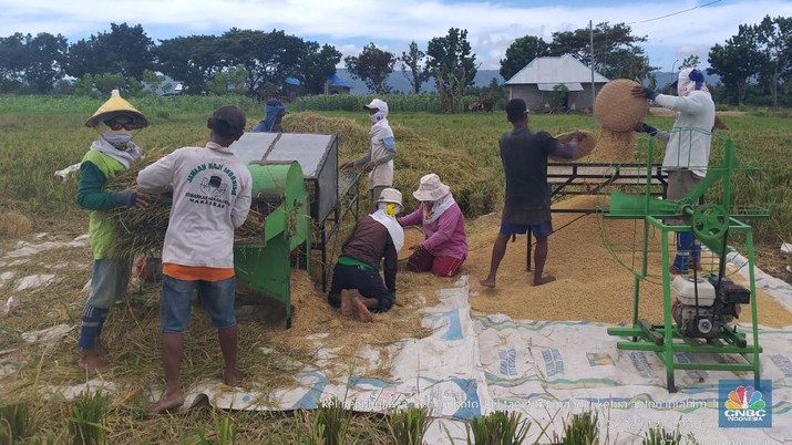 Produksi Padi Berlimpah, RI Memasuki Panen Raya Panen raya padi sudah mulai terlihat di beberapa wilayah di Indonesia.