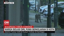 VIDEO: Warga Isolasi Diri, Singa Hutan Berkeliaran di Kota