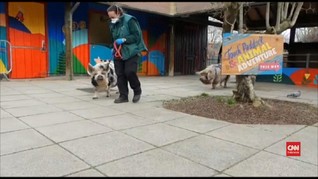 VIDEO: Aktivitas di Kebun Binatang London selama Lockdown