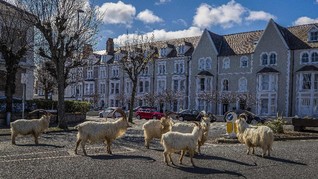 Kawanan Kambing Liar 'Pelesiran' di Jalanan Wales Utara