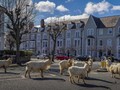 Kawanan Kambing Liar 'Pelesiran' di Jalanan Wales Utara