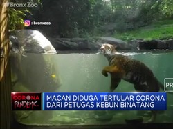 Waduh. Ternyata Corona Juga Bisa Menjangkiti Hewan