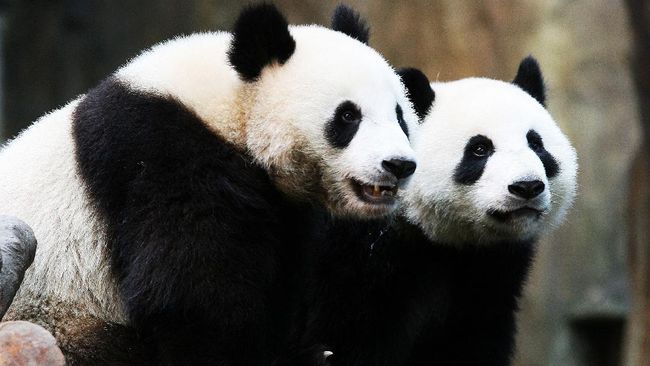 Dinanti 1 Dekade Dua Panda Kawin Saat Kebun Binatang Sepi