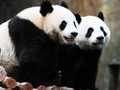Dinanti 1 Dekade, Dua Panda Kawin Saat Kebun Binatang Sepi