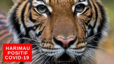 VIDEO: Harimau Terpapar Covid-19