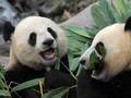 Kebun Binatang Kanada Krisis Bambu, Panda Mudik ke China