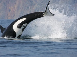 Orca Tabrak Kapal Wisata Sampai Tenggelam, Dua Kali Sehari