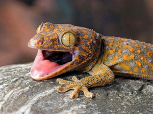 9 Cara Mengusir Tokek di Rumah agar Tidak Kembali Lagi, Bisa Pakai Bau-Suara