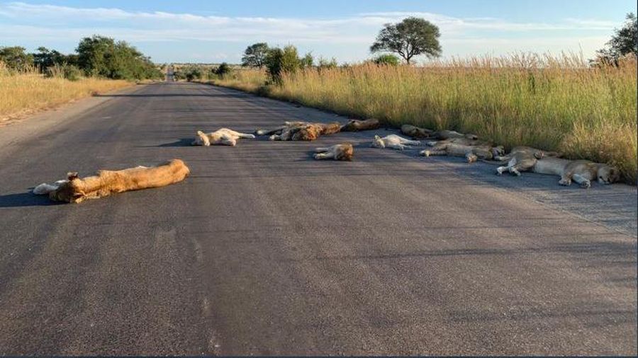 Singa Tidur di jalan saat Lockdown di Afrika Selatan (Richard Sowry/Kruger National Park)