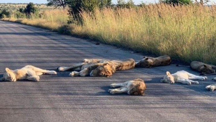 Singa Tidur di jalan saat Lockdown di Afrika Selatan (Richard Sowry/Kruger National Park) Singa Tidur di jalan saat Lockdown di Afrika Selatan (Richard Sowry/Kruger National Park)