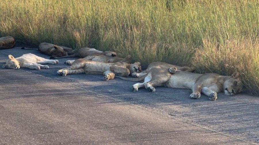 Singa Tidur di jalan saat Lockdown di Afrika Selatan (Richard Sowry/Kruger National Park)