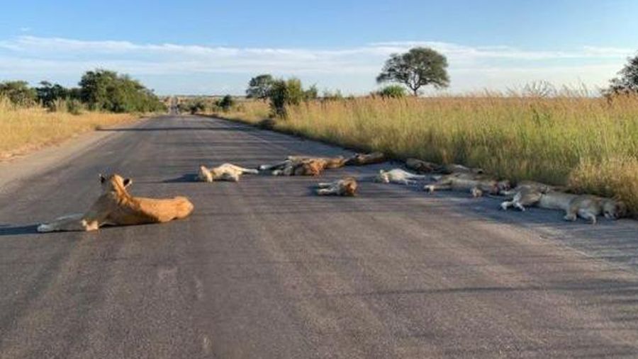 Singa Tidur di jalan saat Lockdown di Afrika Selatan (Richard Sowry/Kruger National Park)