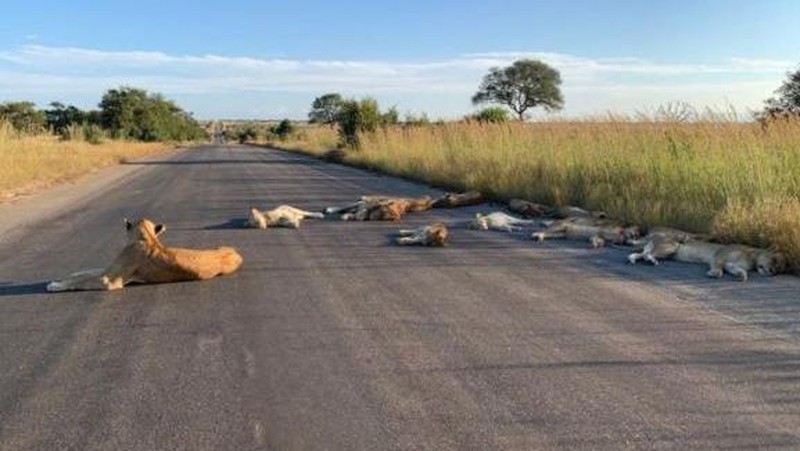 Singa Tidur di jalan saat Lockdown di Afrika Selatan (Richard Sowry/Kruger National Park)