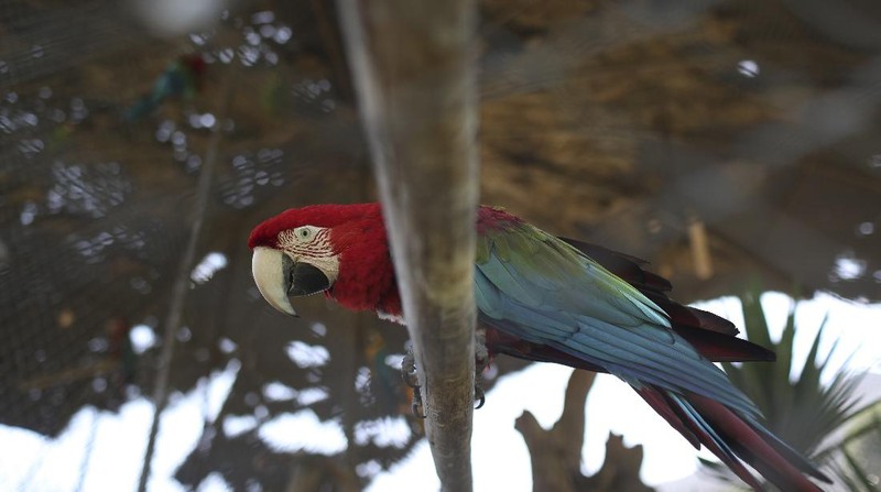 In this April 17, 2020 photo, lions play inside their enclosure at the Huachipa Zoo, on the outskirts of Lima, Peru. Breeding centers and zoos in Peru only have enough animal feed to last for about two more weeks, as they are left without income from paying visitors as strict coronavirus quarantines keep the public away. (AP Photo/Martin Mejia)