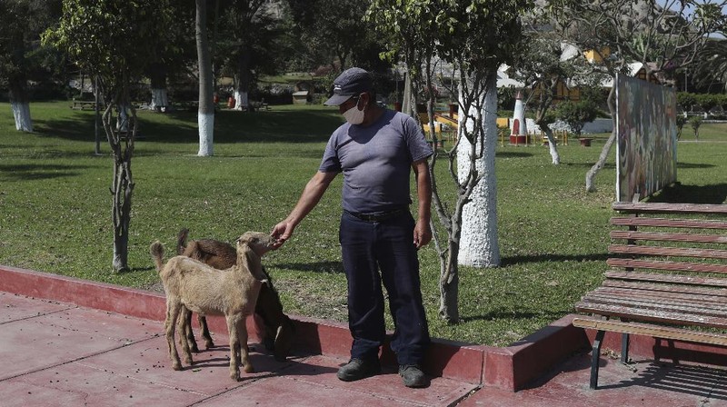 In this April 17, 2020 photo, lions play inside their enclosure at the Huachipa Zoo, on the outskirts of Lima, Peru. Breeding centers and zoos in Peru only have enough animal feed to last for about two more weeks, as they are left without income from paying visitors as strict coronavirus quarantines keep the public away. (AP Photo/Martin Mejia)
