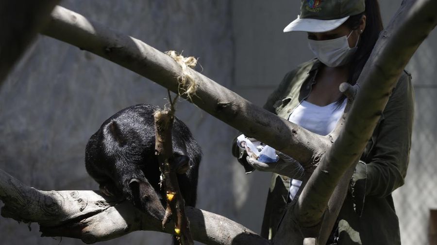 In this April 17, 2020 photo, lions play inside their enclosure at the Huachipa Zoo, on the outskirts of Lima, Peru. Breeding centers and zoos in Peru only have enough animal feed to last for about two more weeks, as they are left without income from paying visitors as strict coronavirus quarantines keep the public away. (AP Photo/Martin Mejia)
