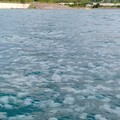 Fenomena! Ini Penampakan Ribuan Ubur-ubur Serbu PLTU Paiton