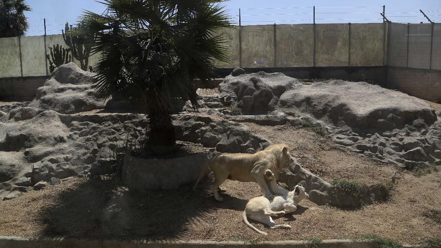 In this April 17, 2020 photo, lions play inside their enclosure at the Huachipa Zoo, on the outskirts of Lima, Peru. Breeding centers and zoos in Peru only have enough animal feed to last for about two more weeks, as they are left without income from paying visitors as strict coronavirus quarantines keep the public away. (AP Photo/Martin Mejia)