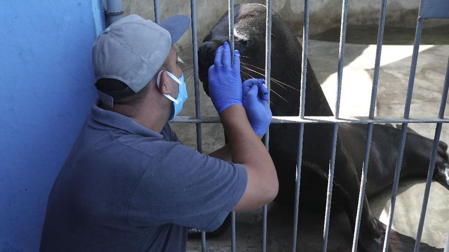 In this April 17, 2020 photo, lions play inside their enclosure at the Huachipa Zoo, on the outskirts of Lima, Peru. Breeding centers and zoos in Peru only have enough animal feed to last for about two more weeks, as they are left without income from paying visitors as strict coronavirus quarantines keep the public away. (AP Photo/Martin Mejia)