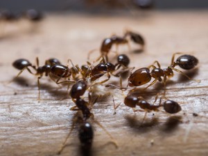 Ampuh! Begini Cara Jitu Usir Semut Pakai Bahan Alami