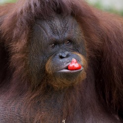 Malaysia Pakai Orangutan Sebagai Alat Diplomasi Kelapa Sawit