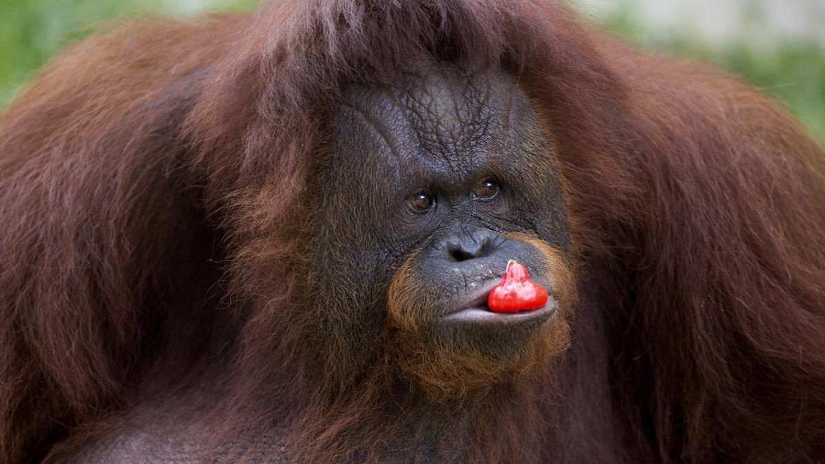 Orang Utan Pilih Makanan Tergantung Suara Tawa Teman