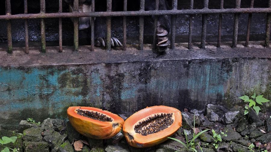 In this Thursday, Monday, May 4, 2020, photo, zoo keeper Ahmad Zuliansyah feeds a tiger with a piece of donated chicken during a feeding time at Medan Zoo, in Medan, North Sumatra, Indonesia. The zoo management is scrambling to find donations of money and food to keep hundreds of animals fed at the zoo that normally relied on ticket sales to run after it was closed to visitors last month due to the new coronavirus outbreak. (AP Photo/Binsar Bakkara)