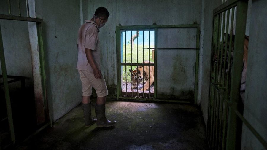 In this Thursday, Monday, May 4, 2020, photo, zoo keeper Ahmad Zuliansyah feeds a tiger with a piece of donated chicken during a feeding time at Medan Zoo, in Medan, North Sumatra, Indonesia. The zoo management is scrambling to find donations of money and food to keep hundreds of animals fed at the zoo that normally relied on ticket sales to run after it was closed to visitors last month due to the new coronavirus outbreak. (AP Photo/Binsar Bakkara)