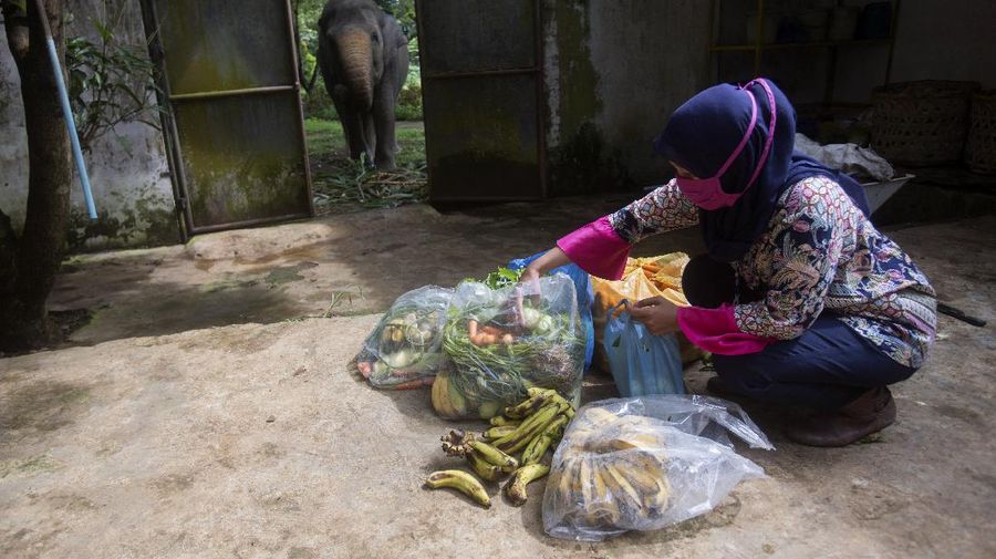 In this Thursday, Monday, May 4, 2020, photo, zoo keeper Ahmad Zuliansyah feeds a tiger with a piece of donated chicken during a feeding time at Medan Zoo, in Medan, North Sumatra, Indonesia. The zoo management is scrambling to find donations of money and food to keep hundreds of animals fed at the zoo that normally relied on ticket sales to run after it was closed to visitors last month due to the new coronavirus outbreak. (AP Photo/Binsar Bakkara)